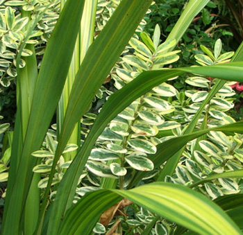  Hebe and Phormium 