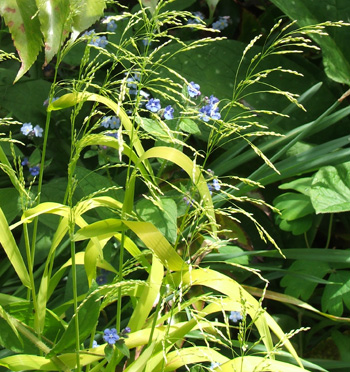  Strands of summer sunshine. 