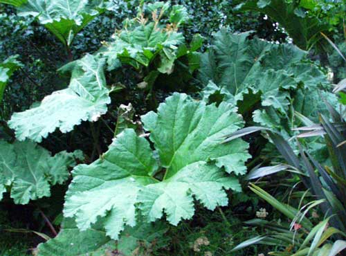 Gunnera leaves