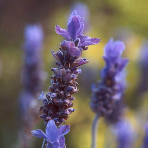 Lavender Untuk Yang Takut Dokter Gigi