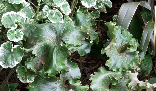  With neighbouring flax and variegated pelargonium. 