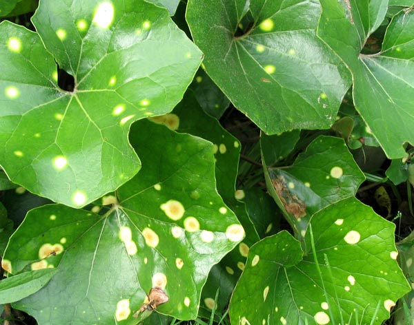  No matter what you call this plant, it is very beautiful in the foliage garden. 