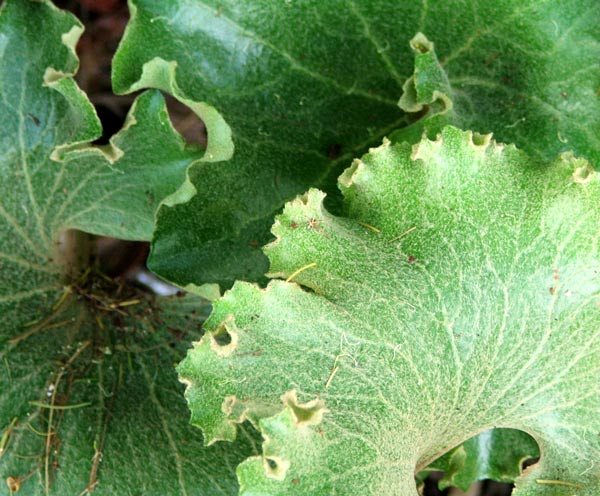  The leaves range from saucer-sized to the size of dinner plates. 