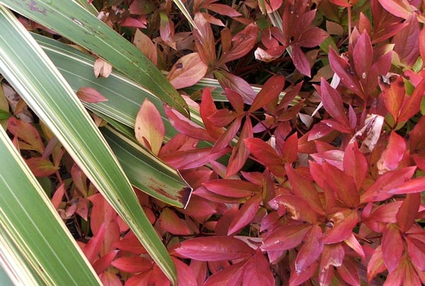  The peony leaves have beautiful colours in the autumn. 