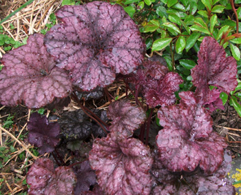  These grow on a shady garden edge behind the Stables.  