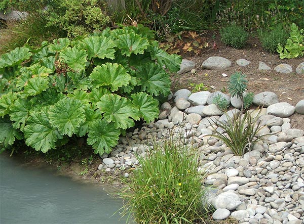 http://www.mooseyscountrygarden.com/foliage-plants/stones-flax-rheum.jpg