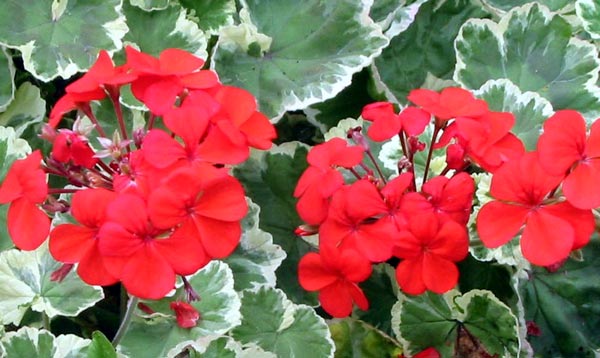  Perfect for tubs and planter boxes. 
