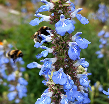  A beautiful blue perennial. 