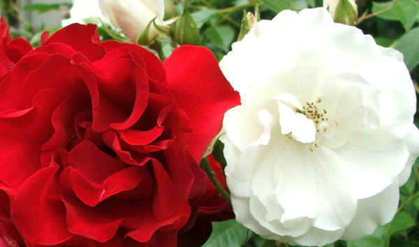 Rose friends! Rose friends!