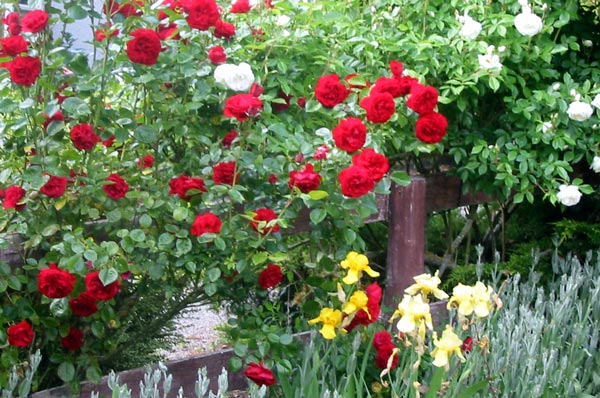  These two roses are really strong growers. 