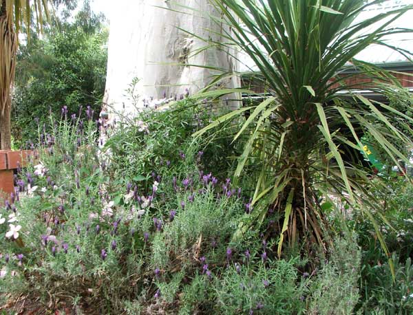  Growing underneath a big gum tree. 