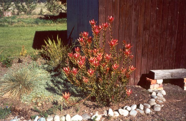  Leucadendrona Safari Sunset are easy-care plants 