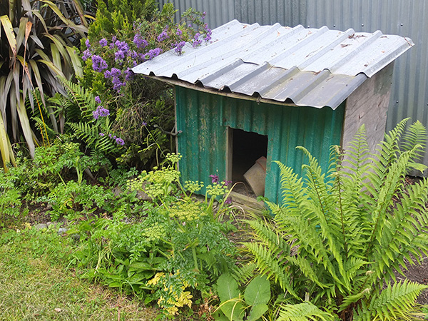  Huge Phormiums and Hebes, and no conifers! 