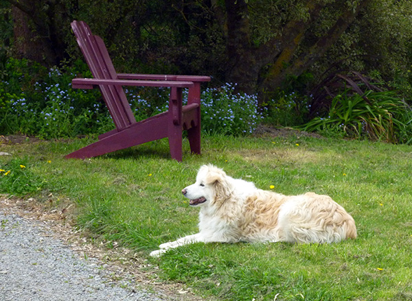  With pale blue spring Forget-me-nots in the garden behind. 