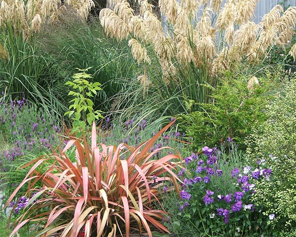  Cordateria, or Toetoe as we call them. 