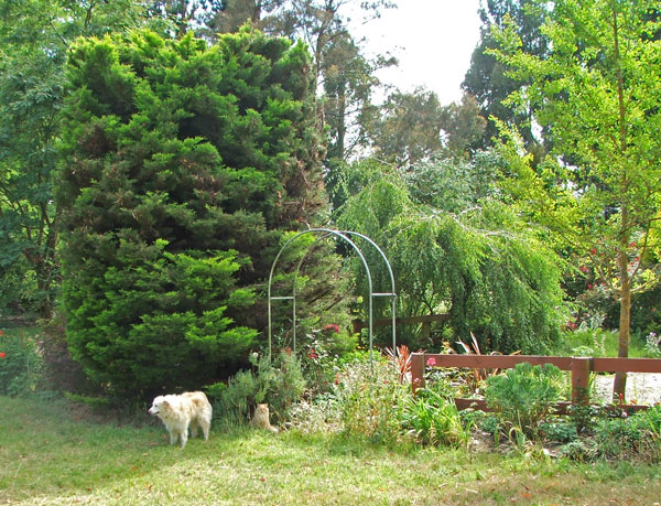  That's Rusty, the latest Moosey dog, and Fluff-Fluff the cat. 