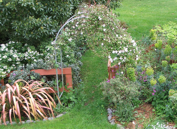  The Clematis is growing! 