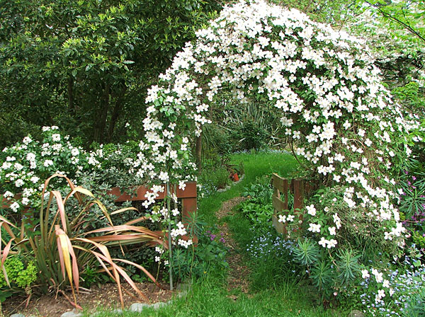  The Clematis has claimed the archway for itself. 