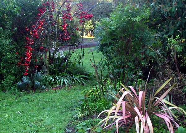  The garden looks cold and bleak, apart from the warm coloured flax. 