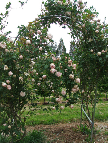 Garden Arches on More Archways   More Roses