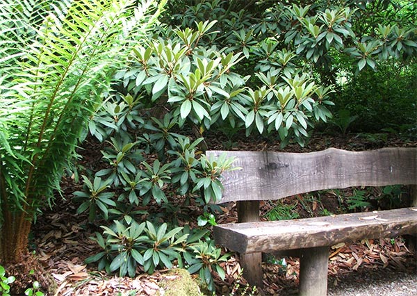  A foliage seat in the foliage garden at Arduaine, Scotland. 