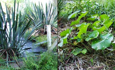  The JAM garden seat is surrounded by interesting foliage plants. 