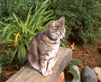 Garden Seats on Garden Bench Seats   Garden Metal Bench