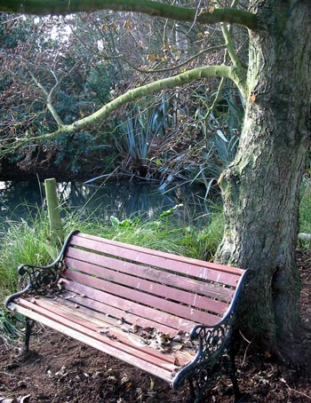  The rustic look of the pond-side garden bench. 