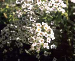  A pretty self seeder. 