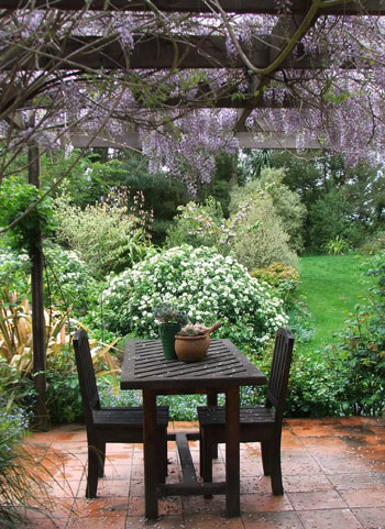  Underneath the fragrant Wisteria. 