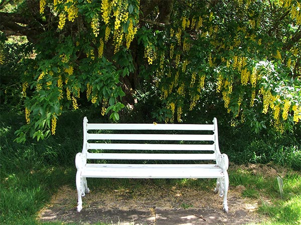  Attadale, underneath the Laburnum. 