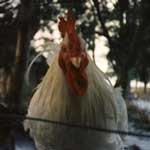  le grand poulet. 