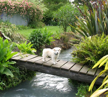  Rusty the dog when he was small. 