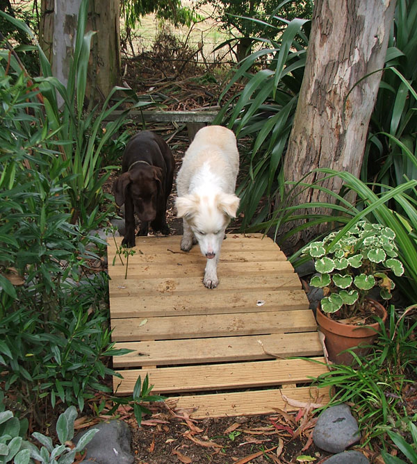  Rusty the red border Collie and Escher the brown puppy. 