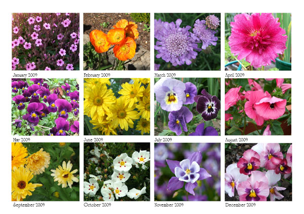  All those beautiful flowers! 