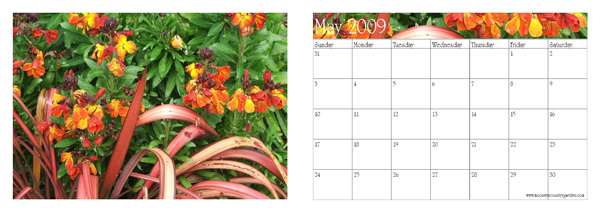  Coloured flax and wallflowers. 