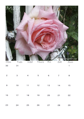  A pretty pink, with apricot tones later in the season. 