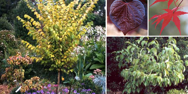  Cornuses, Golden Elm, Cercis and Maple. 