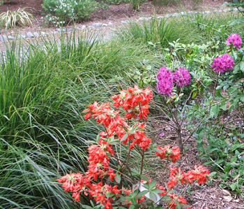  At the driveway end of the Hump Garden. 