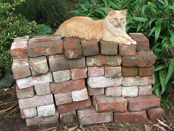  Fluff-Fluff the cat lounges on my pile of bricks. 