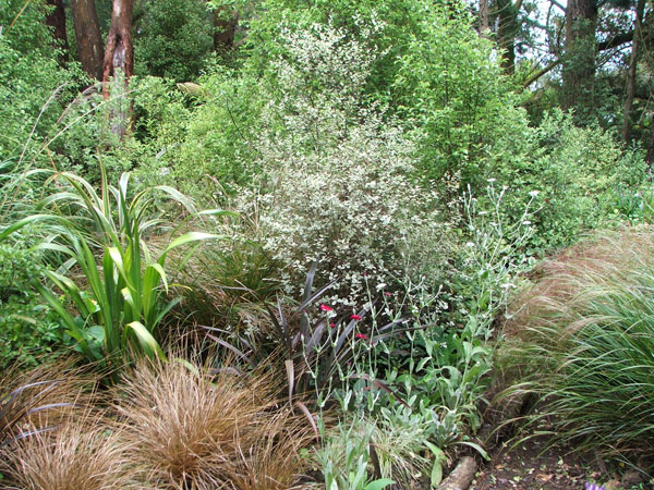  Grasses and foliage plants galore. 