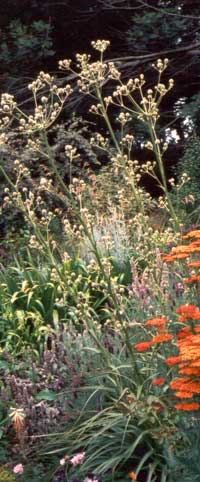  The path goes past the strange spikey plant, which is displaying its seedheads. 