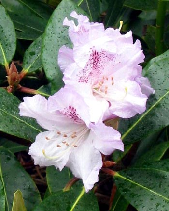  This rhododendron in Middle border sulked for three years before flowering. 