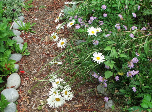  This is the path behind the glass-house. 