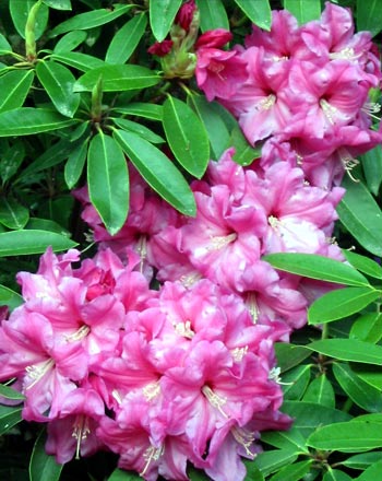  It is possible for rhododendrons at Mooseys to be completely happy. 