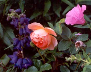 rose-garden-colourfull.jpg