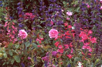  Pink and purple penstemons surrounding an unknown pink rose. 