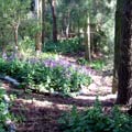  Spring Honesty flowering. 