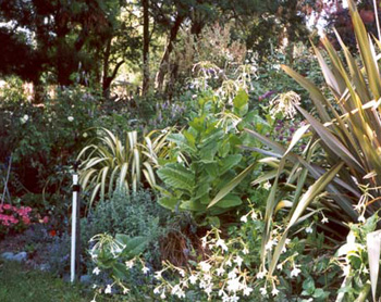  Mixed plantings. 