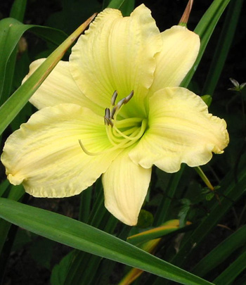  Flowering in time for Christmas. 